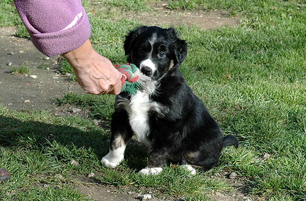 Cissy Aussie hvalp hundehvalp Australian Shepherd hvalpe hundehvalpe