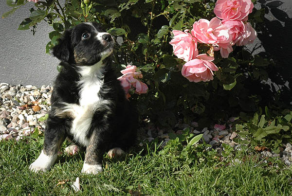 Cissy Aussie hvalp hundehvalp Australian Shepherd hvalpe hundehvalpe