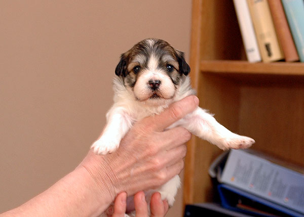 Civ bichon havanese hvalp hundehvalp bichon havanais hvalpe hundehvalpe