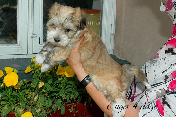 Claudi bichon havanese hvalp hundehvalp bichon havanais hvalpe hundehvalpe