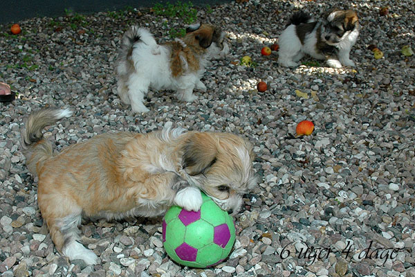 Claudi bichon havanese hvalp hundehvalp bichon havanais hvalpe hundehvalpe