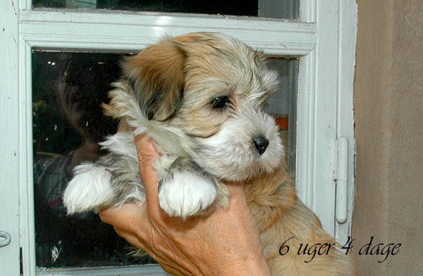 Claudi bichon havanese hvalp hundehvalp bichon havanais hvalpe hundehvalpe