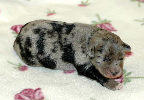 Cloe Aussie hvalp hundehvalp Australian Shepherd hvalpe hundehvalpe