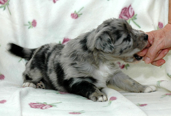 Cloe Aussie hvalp hundehvalp Australian Shepherd hvalpe hundehvalpe