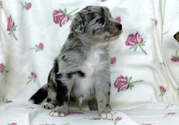 Cloe Aussie hvalp hundehvalp Australian Shepherd hvalpe hundehvalpe