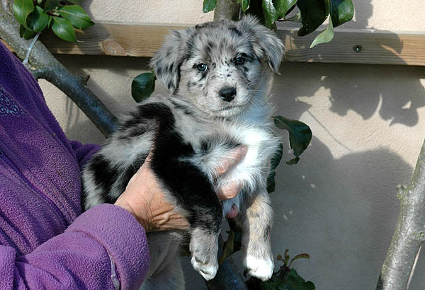 Cloe Aussie hvalp hundehvalp Australian Shepherd hvalpe hundehvalpe