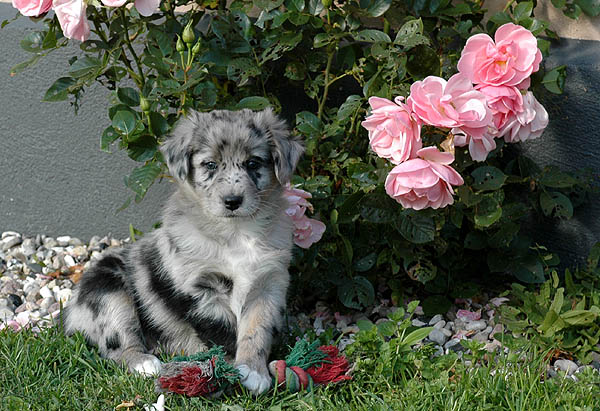 Cloe Aussie hvalp hundehvalp Australian Shepherd hvalpe hundehvalpe