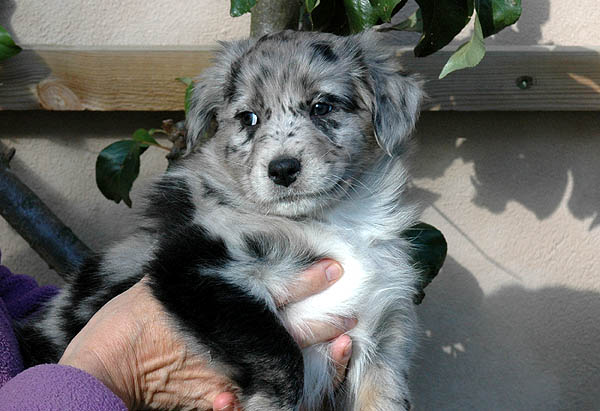 Cloe Aussie hvalp hundehvalp Australian Shepherd hvalpe hundehvalpe