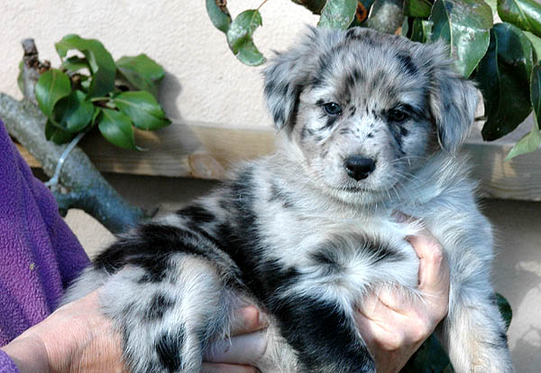 Cloe Aussie hvalp hundehvalp Australian Shepherd hvalpe hundehvalpe
