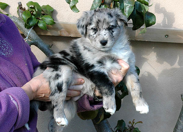 Cloe Aussie hvalp hundehvalp Australian Shepherd hvalpe hundehvalpe