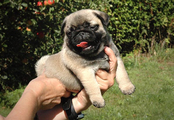 Cocco Mops hvalp hundehvalp Mopser hvalpe hundehvalpe