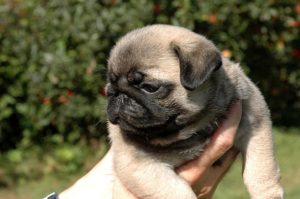 Cocco Mops hvalp hundehvalp Mopser hvalpe hundehvalpe
