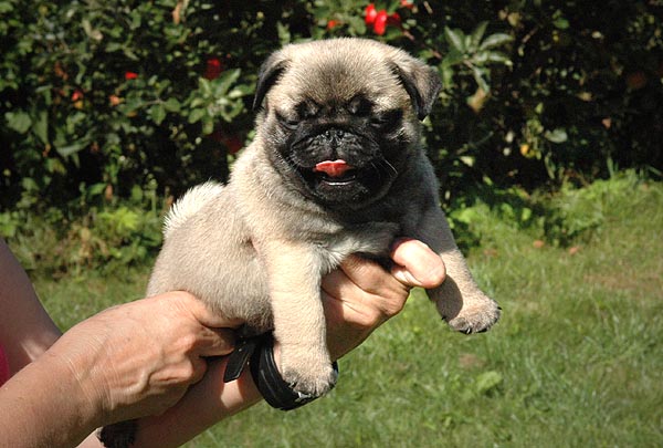 Cocco Mops hvalp hundehvalp Mopser hvalpe hundehvalpe