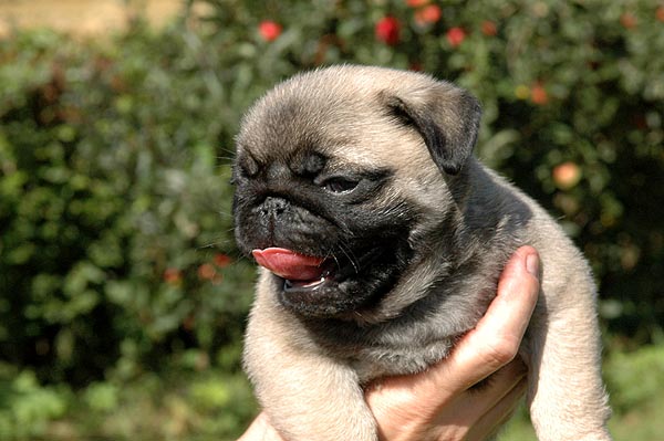 Cocco Mops hvalp hundehvalp Mopser hvalpe hundehvalpe