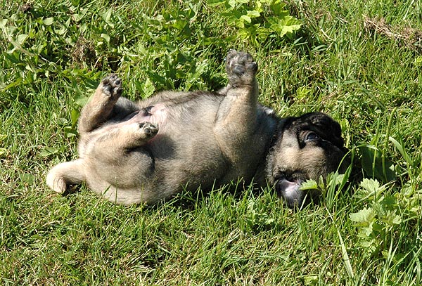 Cocco Mops hvalp hundehvalp Mopser hvalpe hundehvalpe