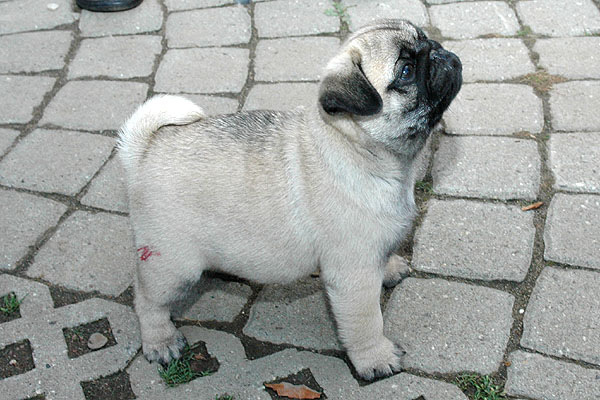Cocco Mops hvalp hundehvalp Mopser hvalpe hundehvalpe