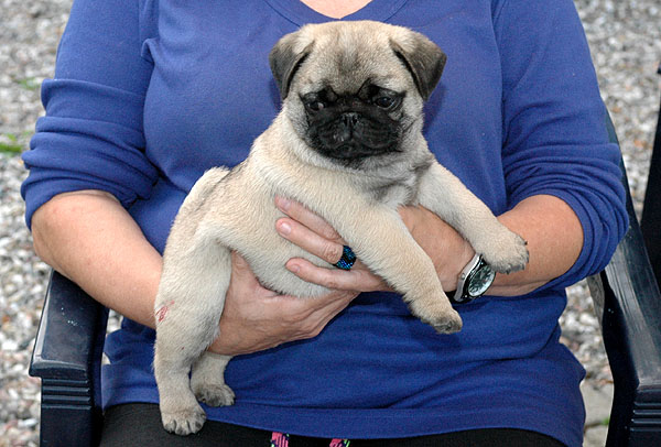 Cocco Mops hvalp hundehvalp Mopser hvalpe hundehvalpe