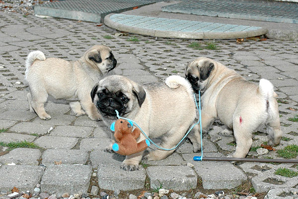 Cocco Mops hvalp hundehvalp Mopser hvalpe hundehvalpe