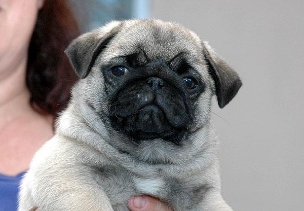 Cocco Mops hvalp hundehvalp Mopser hvalpe hundehvalpe
