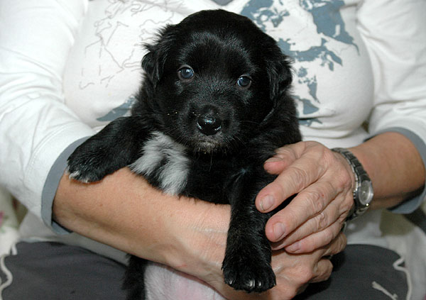 Cordelia Aussie hvalp hundehvalp Australian Shepherd hvalpe hundehvalpe