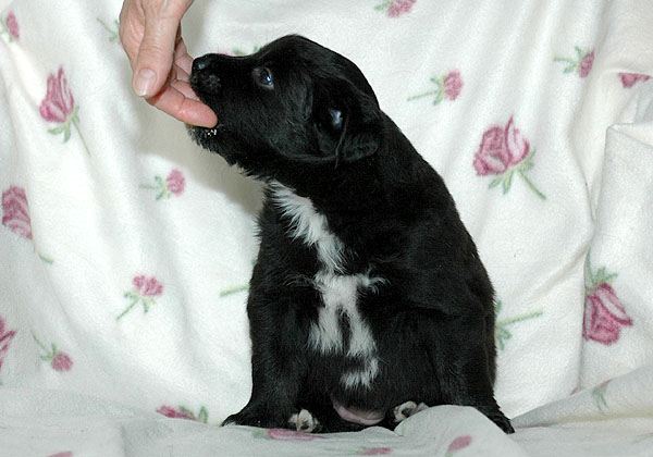 Cordelia Aussie hvalp hundehvalp Australian Shepherd hvalpe hundehvalpe