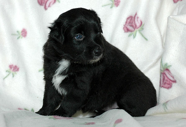 Cordelia Aussie hvalp hundehvalp Australian Shepherd hvalpe hundehvalpe