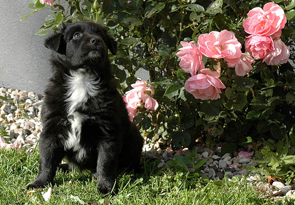 Cordelia Aussie hvalp hundehvalp Australian Shepherd hvalpe hundehvalpe