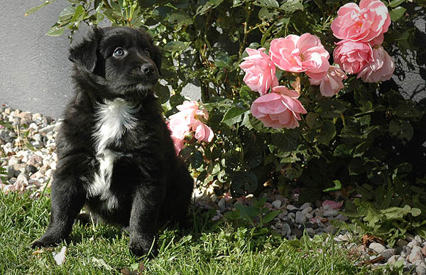 Cordelia Aussie hvalp hundehvalp Australian Shepherd hvalpe hundehvalpe