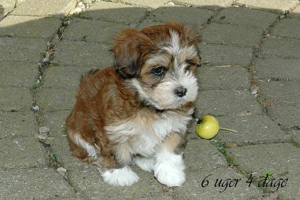 Corina bichon havanese hvalp hundehvalp bichon havanais hvalpe hundehvalpe