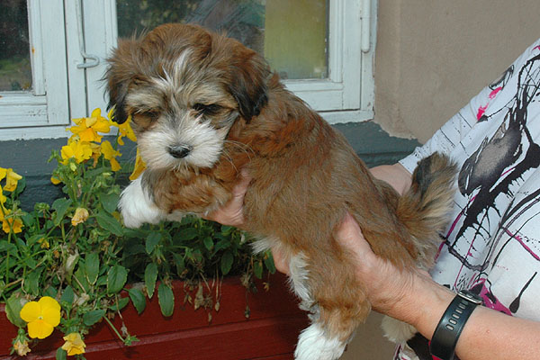 Corina bichon havanese hvalp hundehvalp bichon havanais hvalpe hundehvalpe