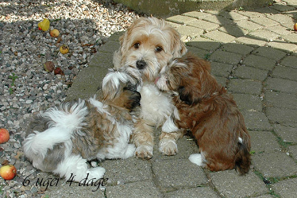 Corina bichon havanese hvalp hundehvalp bichon havanais hvalpe hundehvalpe