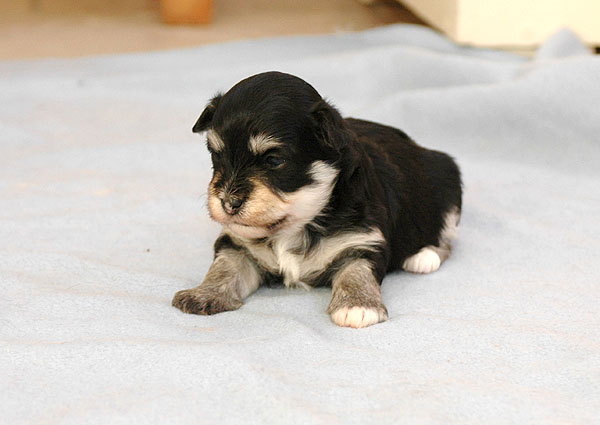 Cybelle bichon havanese hvalp hundehvalp bichon havanais hvalpe hundehvalpe