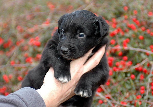 Dalton Aussie hvalp hundehvalp Australian Shepherd hvalpe hundehvalpe