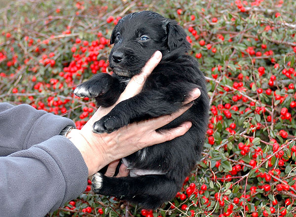 Dalton Aussie hvalp hundehvalp Australian Shepherd hvalpe hundehvalpe