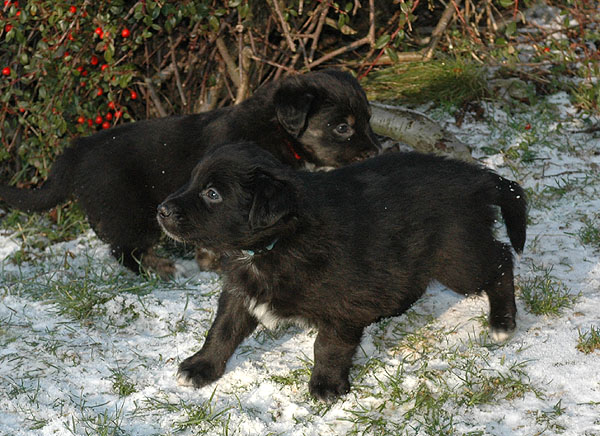Dalton Aussie hvalp hundehvalp Australian Shepherd hvalpe hundehvalpe