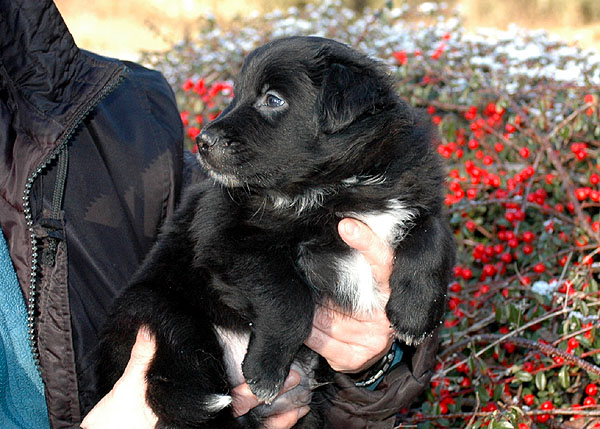 Dalton Aussie hvalp hundehvalp Australian Shepherd hvalpe hundehvalpe