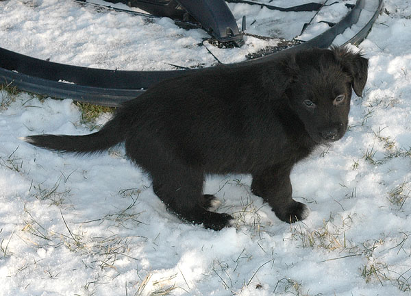 Dalton Aussie hvalp hundehvalp Australian Shepherd hvalpe hundehvalpe