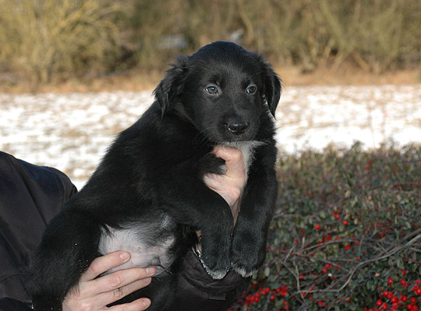 Dalton Aussie hvalp hundehvalp Australian Shepherd hvalpe hundehvalpe