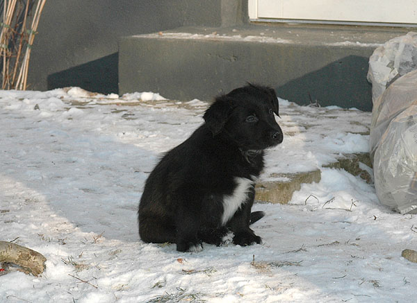 Dalton Aussie hvalp hundehvalp Australian Shepherd hvalpe hundehvalpe
