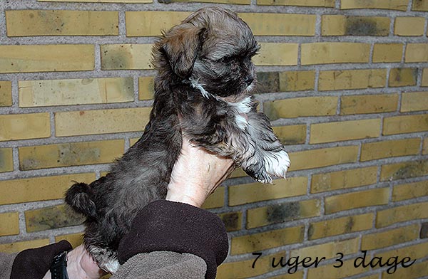 Dancer bichon havanese hvalp hundehvalp bichon havanais hvalpe hundehvalpe