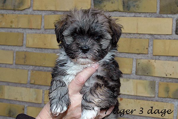 Dancer bichon havanese hvalp hundehvalp bichon havanais hvalpe hundehvalpe