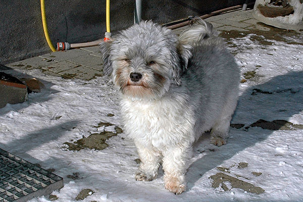 Dancer bichon havanese hvalp hundehvalp bichon havanais hvalpe hundehvalpe
