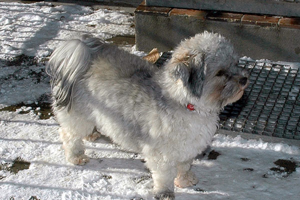 Dancer bichon havanese hvalp hundehvalp bichon havanais hvalpe hundehvalpe