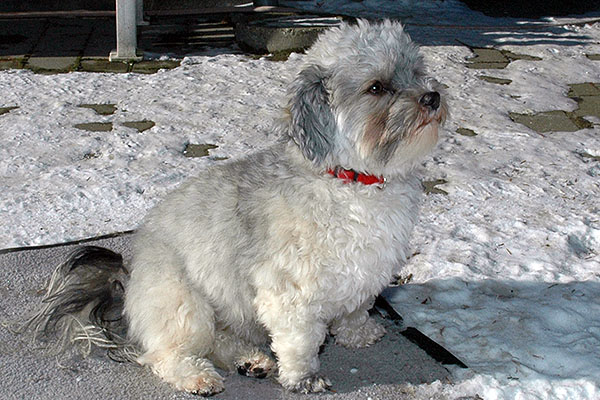 Dancer bichon havanese hvalp hundehvalp bichon havanais hvalpe hundehvalpe
