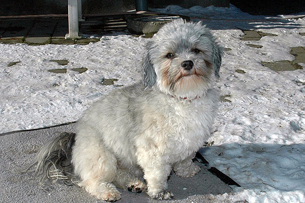 Dancer bichon havanese hvalp hundehvalp bichon havanais hvalpe hundehvalpe