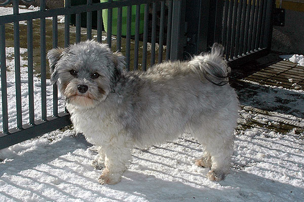Dancer bichon havanese hvalp hundehvalp bichon havanais hvalpe hundehvalpe