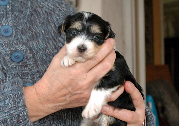 Darko bichon havanese hvalp hundehvalp bichon havanais hvalpe hundehvalpe