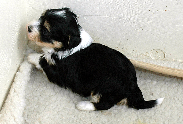 Darko bichon havanese hvalp hundehvalp bichon havanais hvalpe hundehvalpe