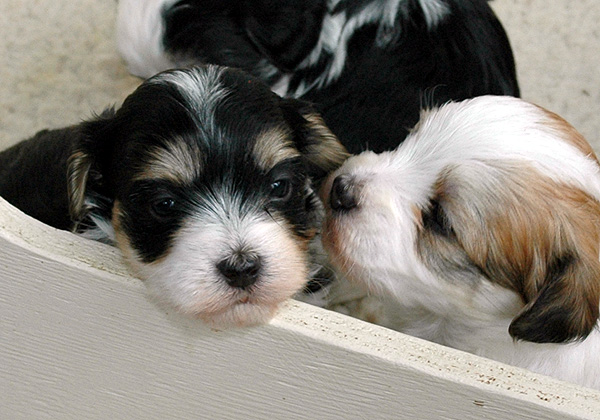 Darko bichon havanese hvalp hundehvalp bichon havanais hvalpe hundehvalpe