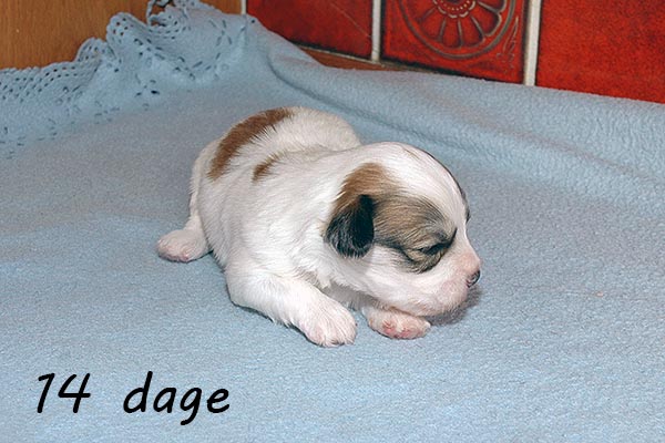 Darwin bichon havanese hvalp hundehvalp bichon havanais hvalpe hundehvalpe